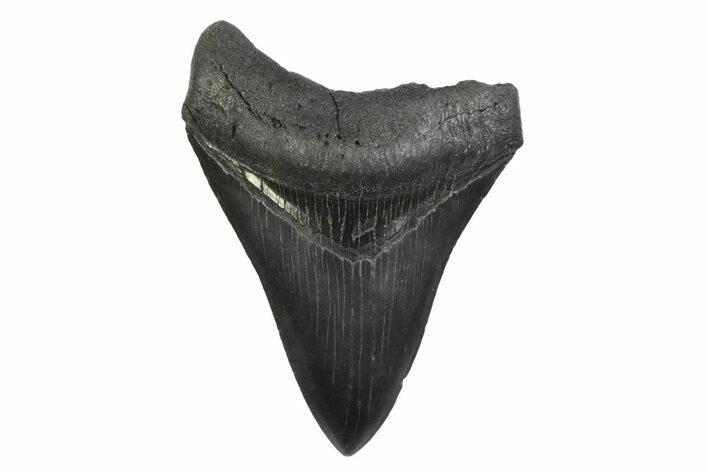 Serrated, Fossil Megalodon Tooth - South Carolina #356837